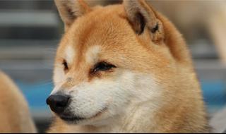 小狗发烧的症状 小狗发烧的症状