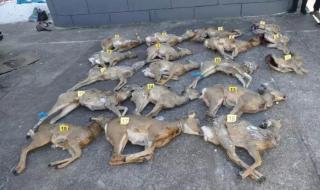 什么动物最吓人 什么动物最吓人