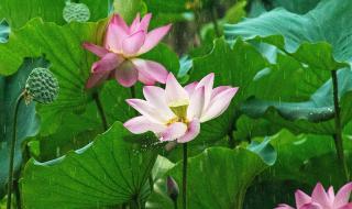 雨中小故事动态图