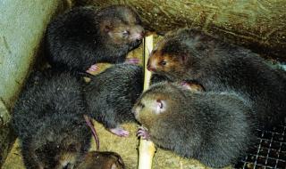 竹鼠养殖户 竹鼠养殖户