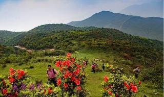 我愿是满山的杜鹃