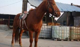 哪里有马匹交易市场