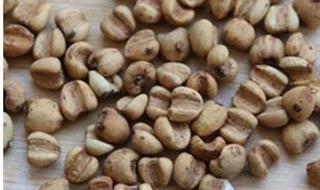 薏米的产地 薏米的产地