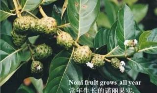 大溪地诺丽蓝莓果汁