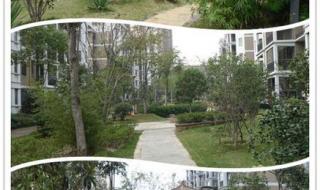 香格里拉花园 香格里拉花园