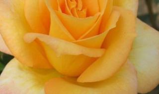 玫瑰花到了花期下一句 玫瑰花到了花期下一句